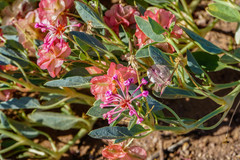 Tripterocalyx carneus