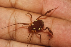 Erginulus roeweri