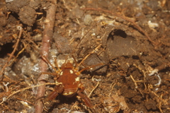 Erginulus roeweri