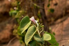 Ipomoea campanulata