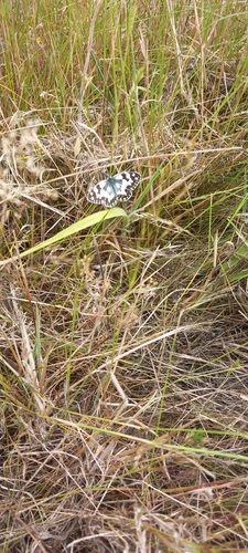 Melanargia galathea