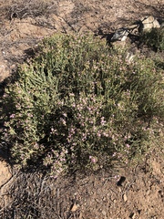 Mesembryanthemum junceum