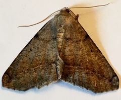 Prochoerodes forficaria