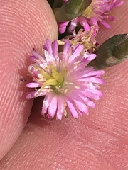 Mesembryanthemum junceum