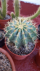 Ferocactus glaucescens