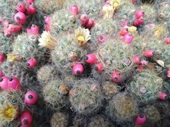 Mammillaria prolifera