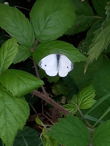 Pieris napi