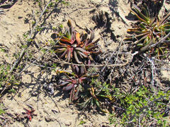 Glottiphyllum longum