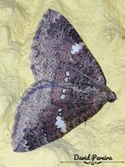 Larentia malvata