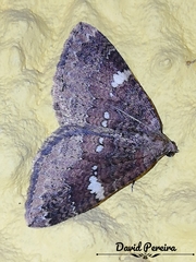 Larentia malvata