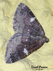 Larentia malvata
