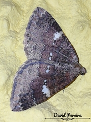 Larentia malvata