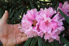Rhododendron makinoi