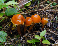 Gliophorus perplexus