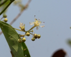 Lagerstroemia parviflora