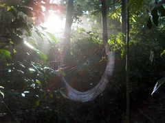 Gasteracantha remifera