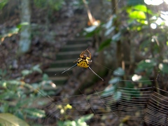 Gasteracantha remifera