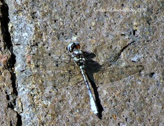 Macrothemis pseudimitans