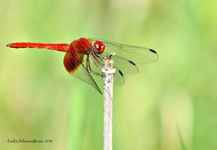 Dythemis maya