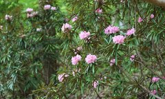 Rhododendron makinoi