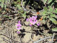 Dolichos hastiformis