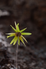 Bulbophyllum fimbriatum
