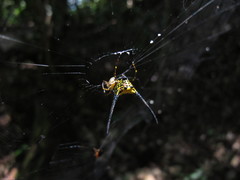 Gasteracantha remifera