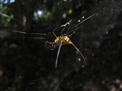 Gasteracantha remifera
