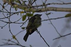 Myiozetetes cayanensis