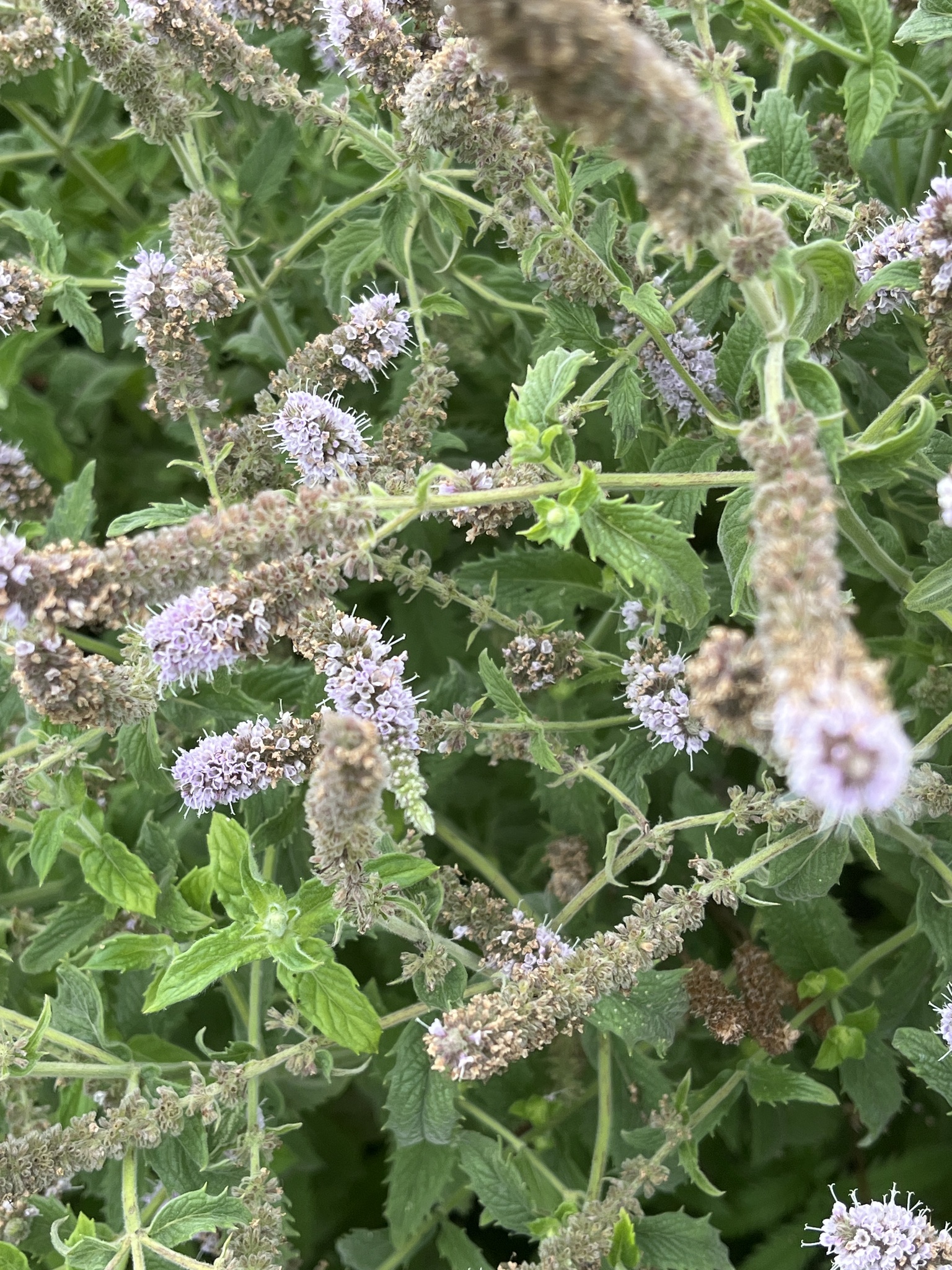 Horse mint
