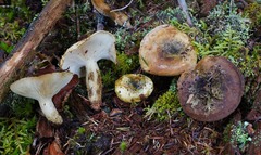 Lactarius sordidus