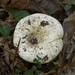 Russula romagnesiana - Photo (c) Linda Gail Price, some rights reserved (CC BY-NC), uploaded by Linda Gail Price