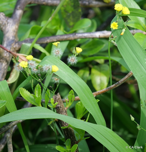Youngia japonica observed 2019-10-19