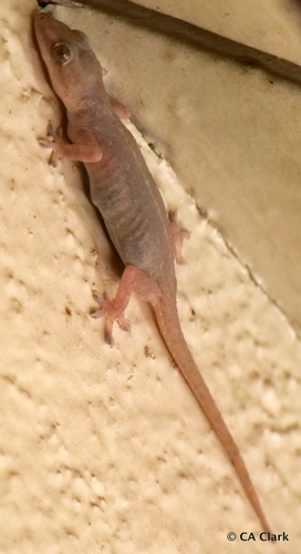 Hemidactylus frenatus observed 2019-10-19