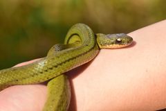 Erythrolamprus epinephalus