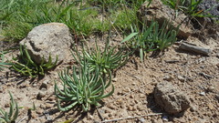 Phemeranthus palmeri