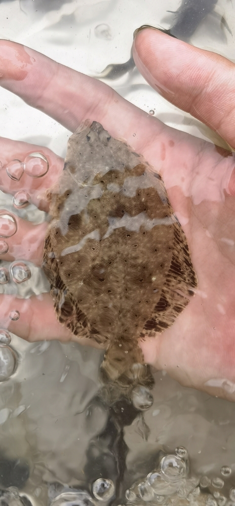 Chinese bot (Tephrinectes sinensis) — Paralichthyidae
