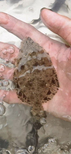 Chinese Brill (Tephrinectes sinensis) — Paralichthyidae