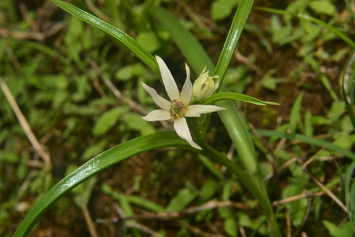 Pallid grass lily (Iphigenia pallida)