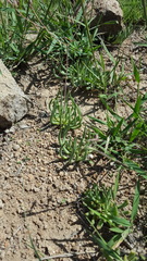 Phemeranthus palmeri