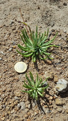 Phemeranthus palmeri