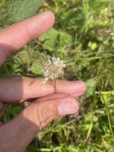 Astrantia trifida, photograph 4