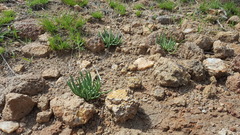 Phemeranthus palmeri