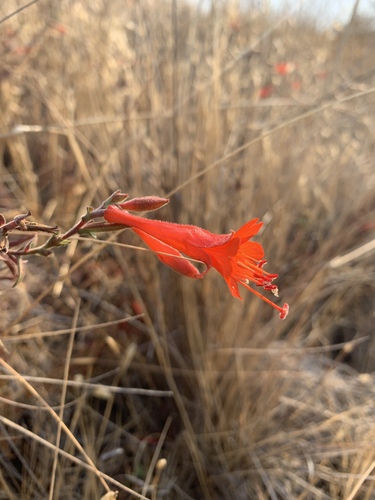 iNaturalist observation photo of California fuchsia
