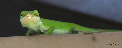 Anolis carolinensis observed 2019-10-19