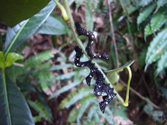 Eudocima homaena