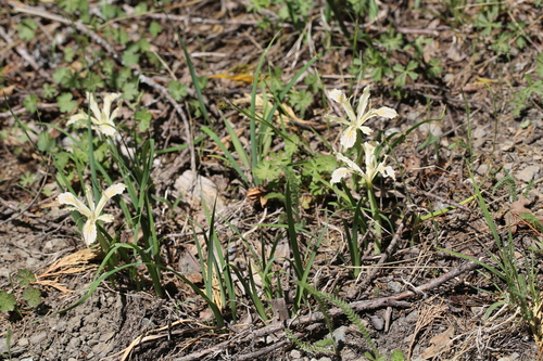 longtube iris (Iris tenuissima)