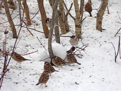Passer montanus