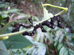 Eudocima homaena