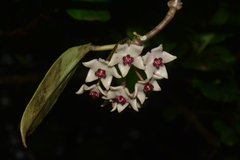 Hoya wightii